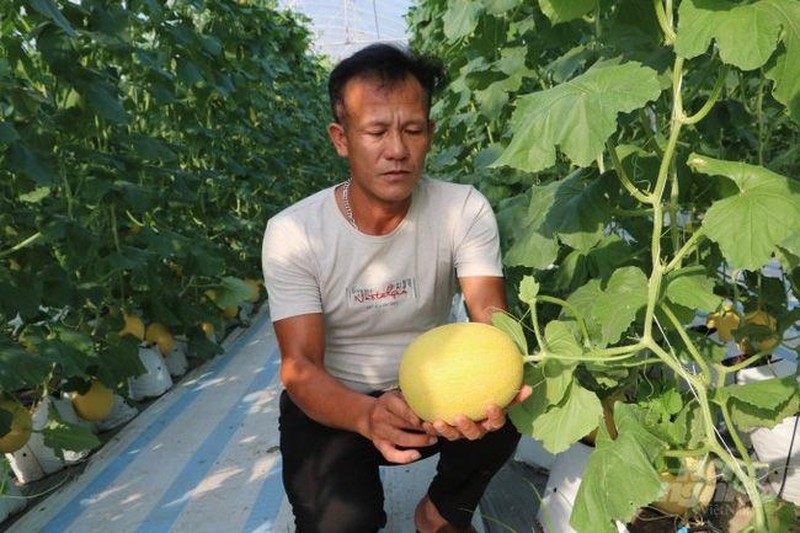Mô hình trồng dưa trong nhà lưới mang lại hiệu quả kinh tế cao của hộ gia đình anh Bùi Văn Phương, xã Tống Trân, huyện Phù Cừ (Hưng Yên).