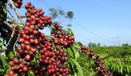 Dự trữ cà phê của Việt Nam thu hẹp, đe doạ tăng giá cà phê toàn cầu