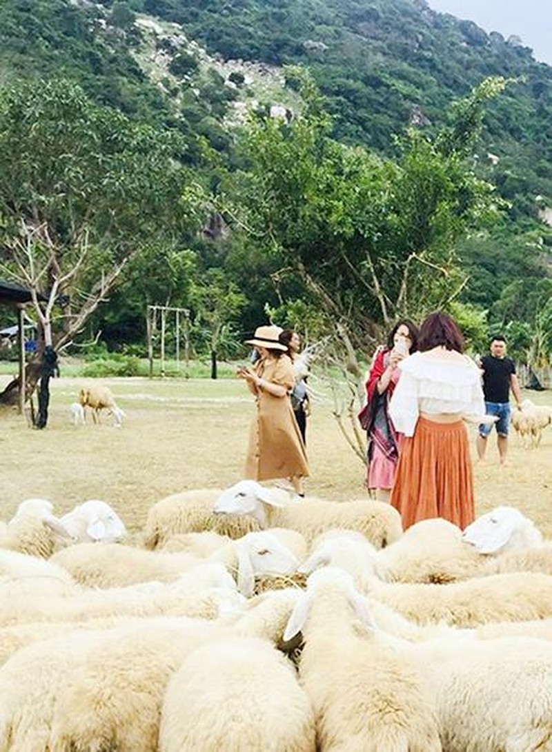 Du khách tham quan trong tua du lịch đồng cừu Ninh Thuận.
