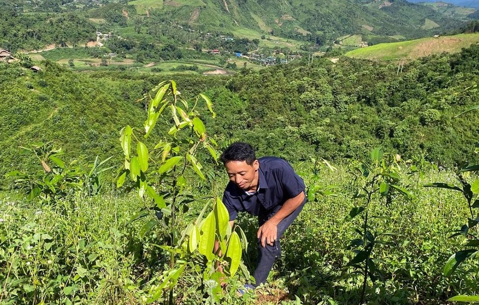 Đẩy mạnh sản xuất lâm sản ngoài gỗ