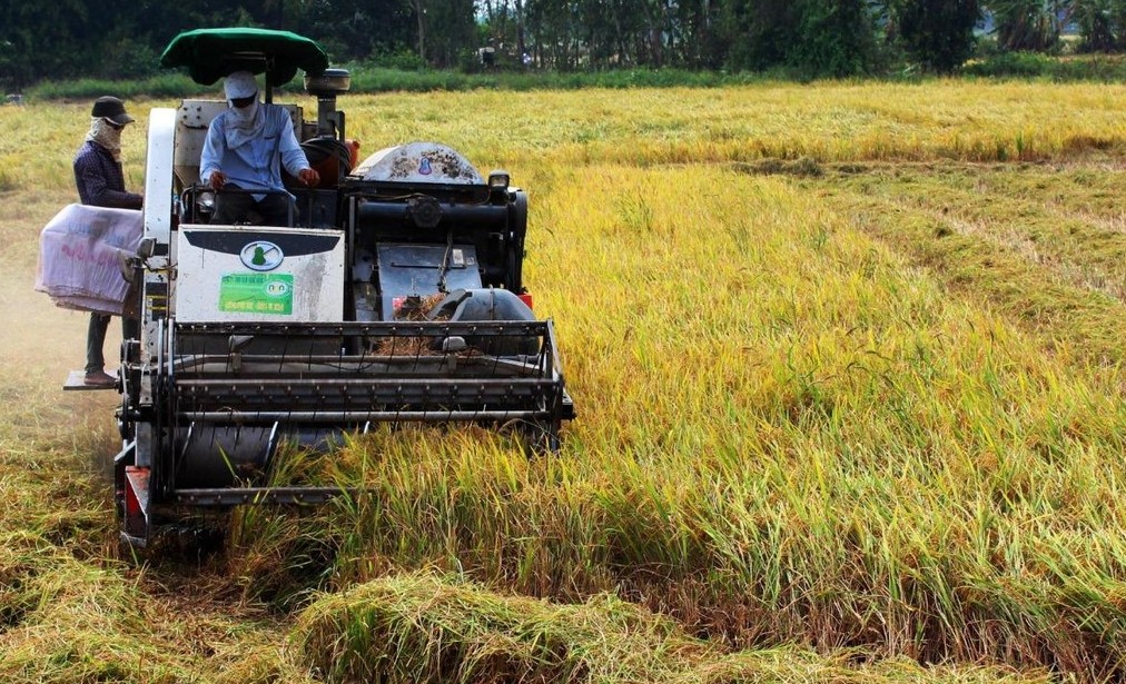 Giúp người trồng lúa có thu nhập cao hơn