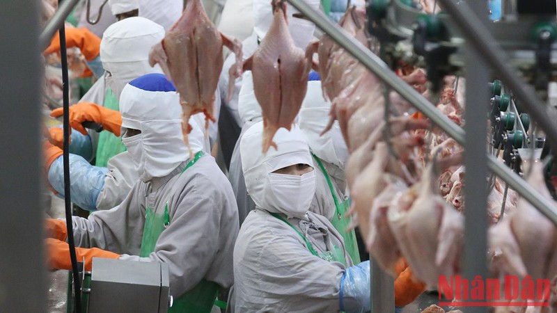 Xuất khẩu thịt gà: Rộng mở cánh cửa sang các thị trường khó tính ảnh 1