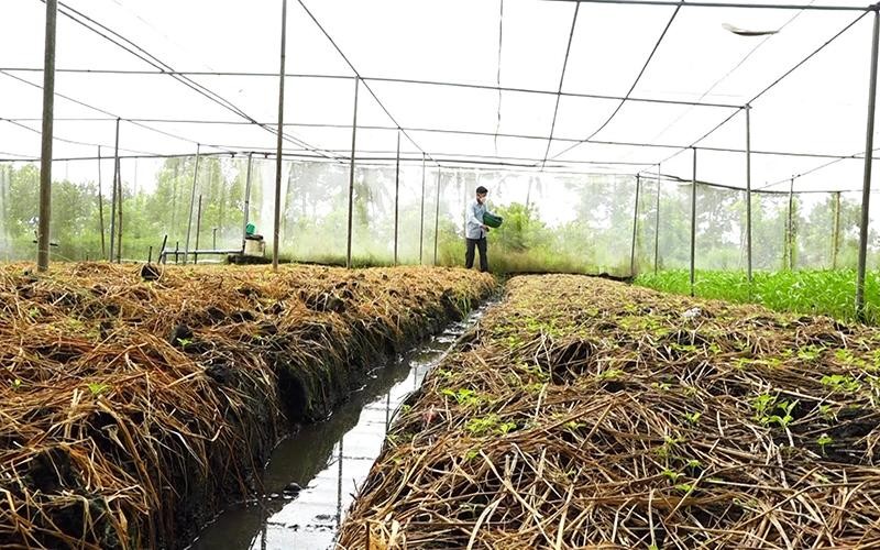 Người dân xã Phương Bình (huyện Phụng Hiệp, tỉnh Hậu Giang) bón phân ủ từ rơm cho rau sạch, an toàn.
