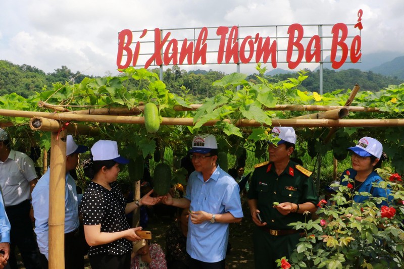 Mô hình trồng bí xanh thơm, sản phẩm OCOP 3 sao, gắn với du lịch nông thôn tại huyện Ba Bể.