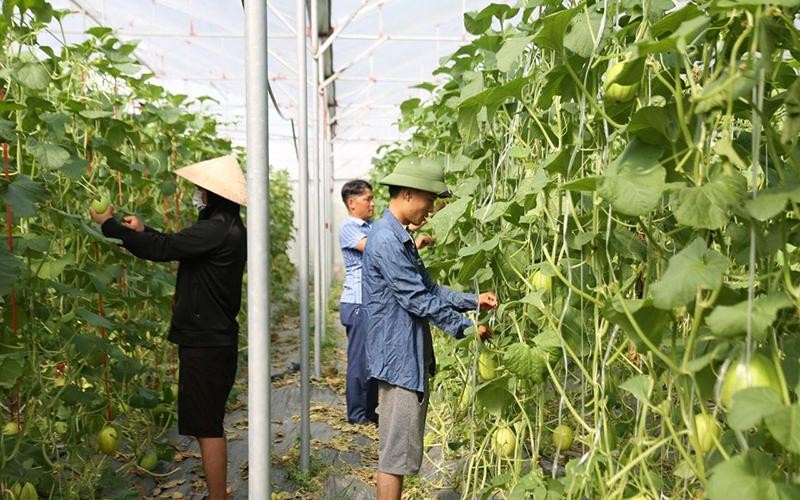 Mô hình trồng dưa lưới trong nhà màng của Hợp tác xã sản xuất rau củ quả và dịch vụ tổng hợp Thạch Hạ, thành phố Hà Tĩnh.