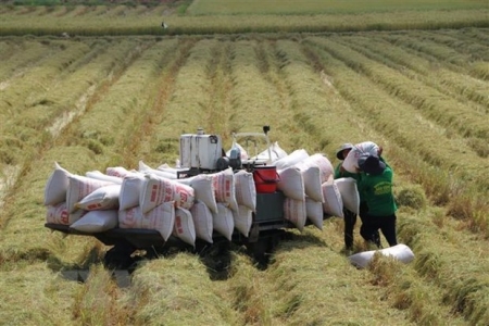 Thị trường nông sản: Giá gạo Việt Nam tăng tuần thứ 3 liên tiếp
