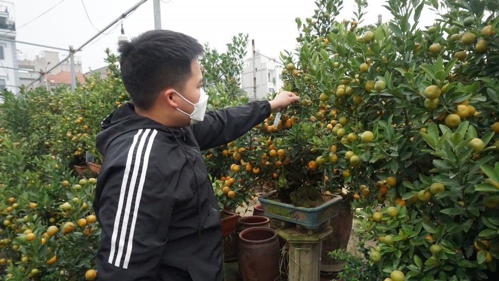 Hà Nội: Tổ chức lễ hội hoa đào, quất cảnh và sản phẩm OCOP các vùng miền Xuân Giáp Thìn 2024
